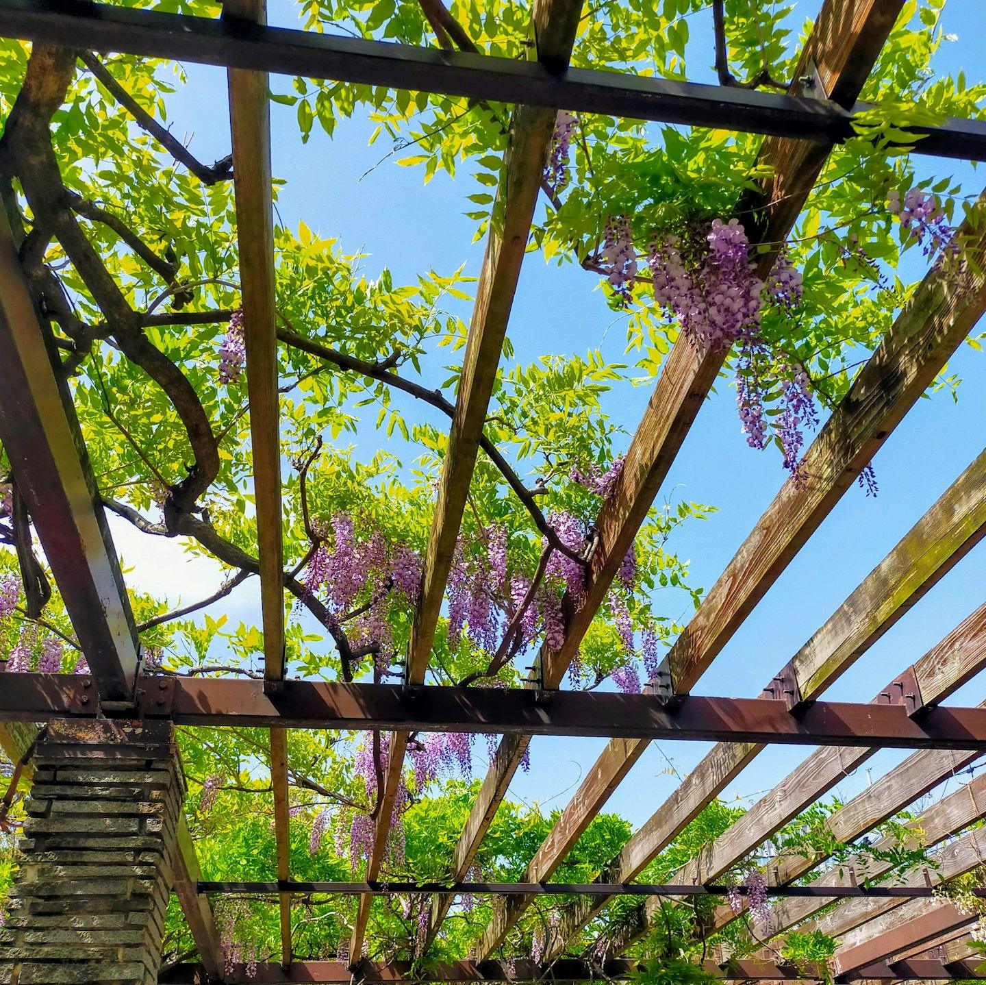 immagine sfondo alberi